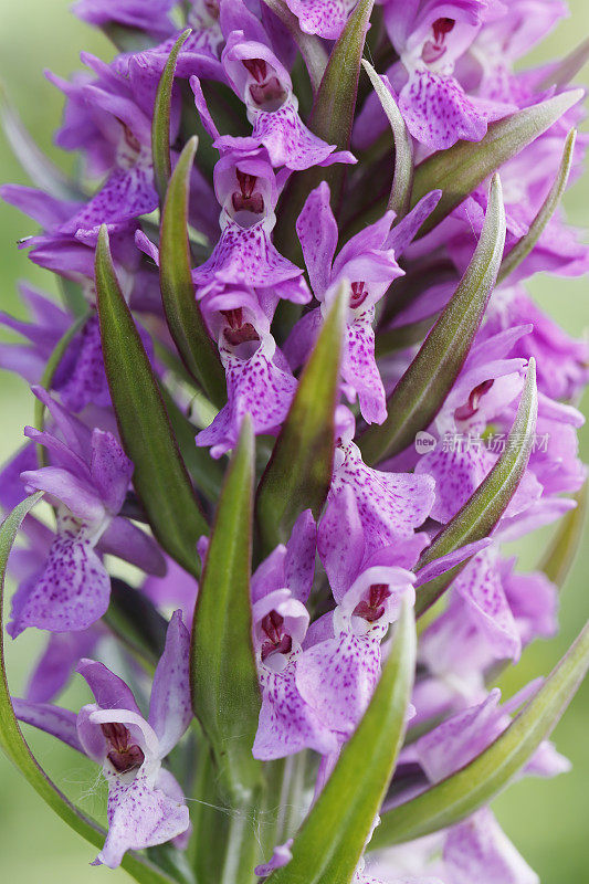 北部沼泽兰(Dactylorhiza purpurella)细部